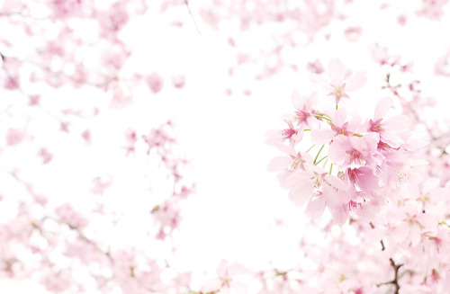 pestuls:Sakura Dream, No. 3 by purplesakura