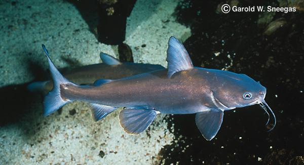 North American Native Fishtanks Hardhead Sea Catfish Ariopsis Felis Image