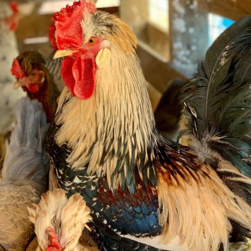 An Icelandic Rooster from Sugar Feather Farms. Truly magnificent.