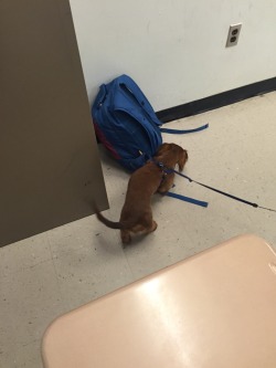 greed:  MY TEACHER BROUGHT HIS DOG TO SCHOOL