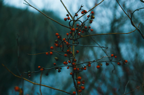 laurenzaknoun:fogfacebook / flickr / instagram / polaroids