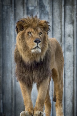 visualechoess:  LION KING - © Antonio López