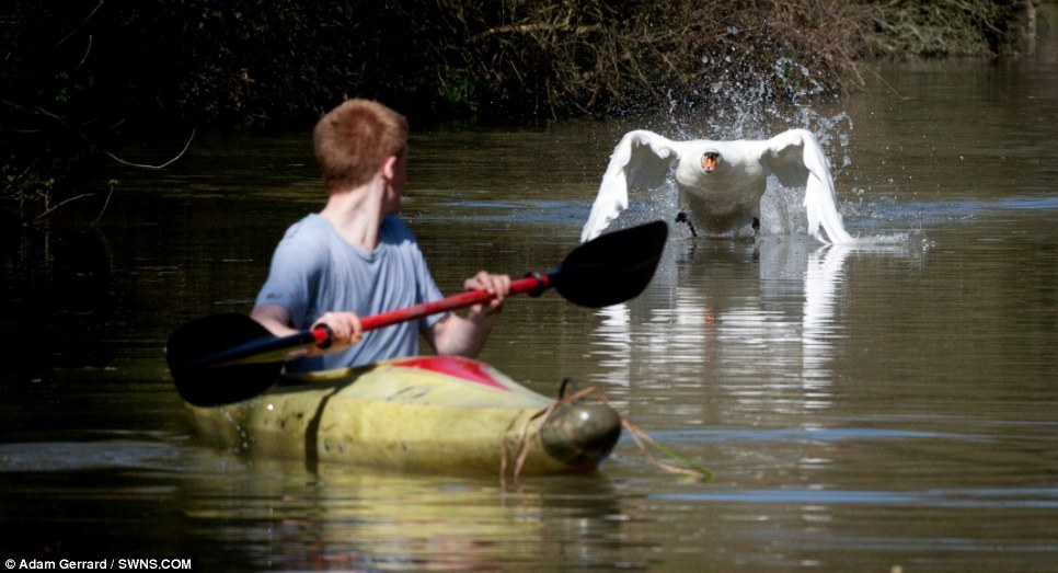 batreaux:  unexplained-events:  Tyson the Swan Tyson will attack you if you come