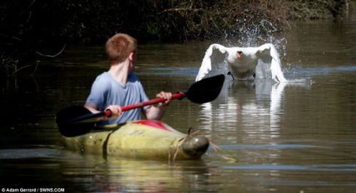 unexplained-events:  Tyson the Swan Tyson will attack you if you come within a two-mile stretch of the Grand Union Canal in Bugbrooke, Northamptonshire. Joe Davies learned this the hard way and capsized. SOURCE