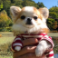 petthydoggo