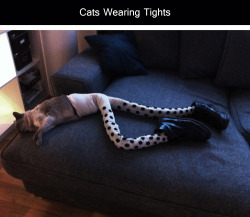 tastefullyoffensive:  Cats Wearing Tights