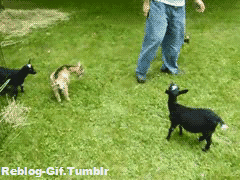 reblog-gif: ♥ Other FUNNY Gifs ♥ Bla-damn. Up side yo head bitch. I can’t be stopped.