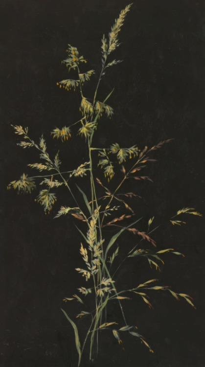 clawmarks:  Sophia L. Crownfield - Drawing, thistles - c. 1890 - via Cooper Hewitt Sophia L. Crownfield - Drawing, grass in seed - c. 1890 - via Cooper Hewitt 