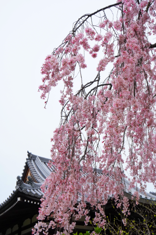 chitaka45:京都 法金剛院 待賢門院桜 桜2020 Kyoto Hokongoin cherry blossoms