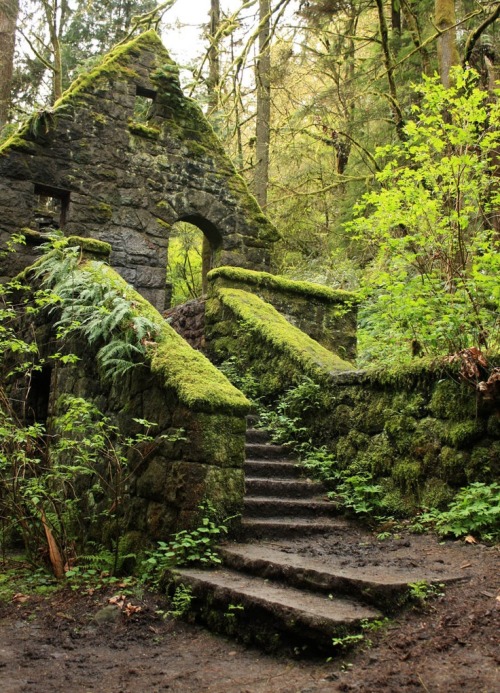 Stone House (aka Witches Castle) in the towering pine trees in Forest Park, near downtown Portland Oregon. Covered in green lichen, moss, and ferns. An abandoned structure from the early-1900’s. Photo by Laurelhill