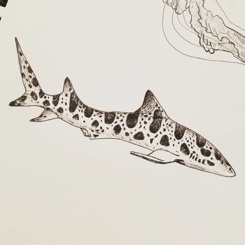 A leopard shark to go along with the jellyfish for #inktober day 4. #inktober #leopardshark #inktobe