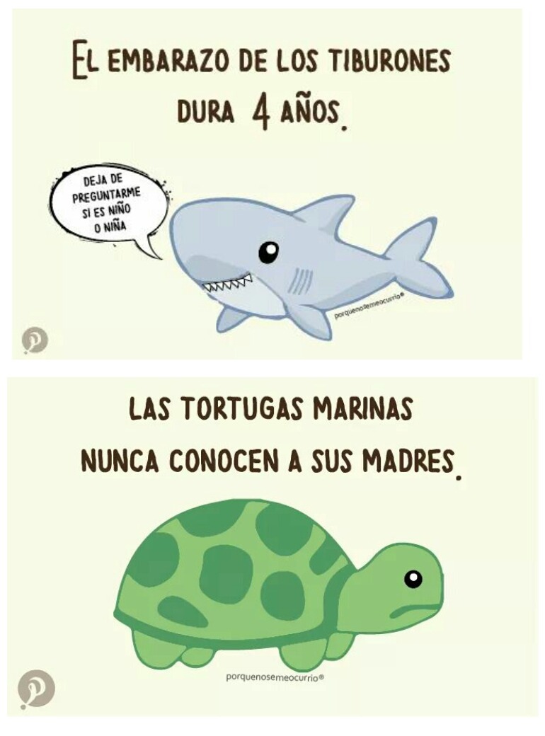 finofilipino: Nunca te acostarás sin saber una cosa más. Lo 100to por la traduxión