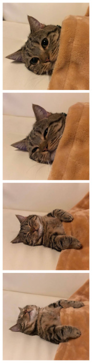awwww-cute:  The 4 stages of sleep (Source: https://ift.tt/2L5cQZD)