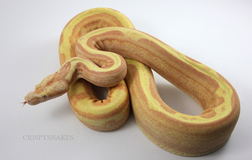 crispysnakes:Unnamed - Sunglow motleybesque (boa imeprator) Photos in the light tent, daylight doe