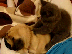 Awww