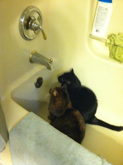 thegoodthebadtheindifferent:  Do you think the human realizes our water bowl is empty? Just keep staring, they’ll catch on.