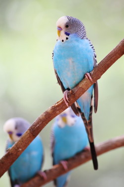 earthandanimals:  Parakeets  Photo by Aric Jaye  