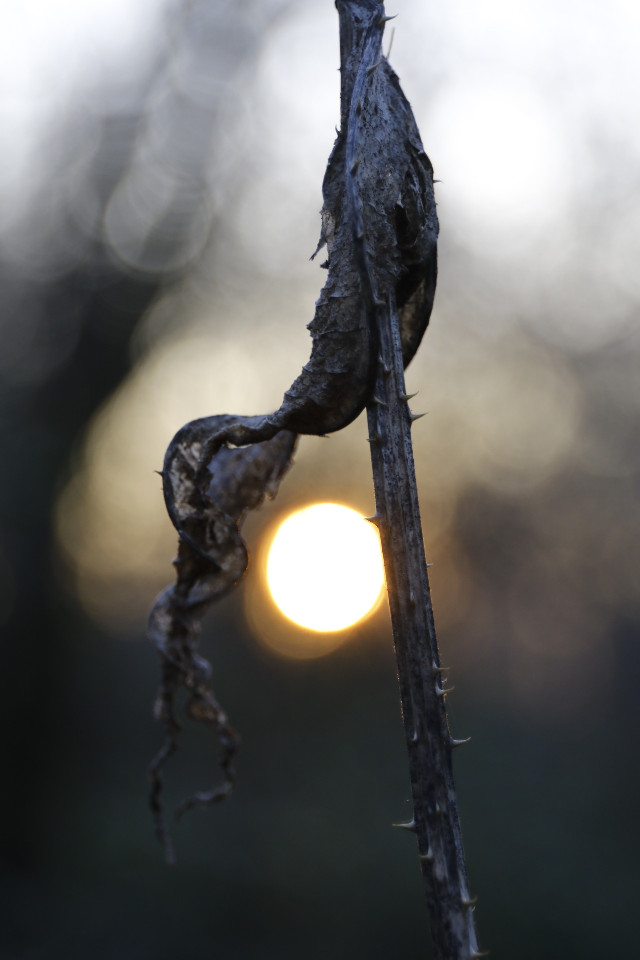 laurabfernandez: Natural depth of field ©2016laurabfernádez 