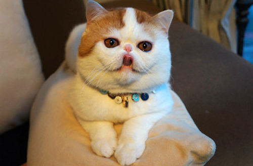 exotic shorthair