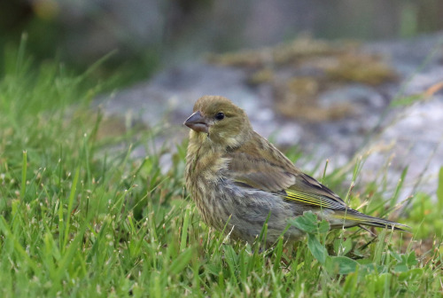 Greenfinch/grönfink.