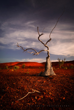 wowtastic-nature:  Desert Skeleton by  Dan