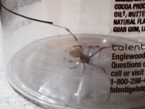 I caught and released this huge spider last night. Or, well, attempted to release,