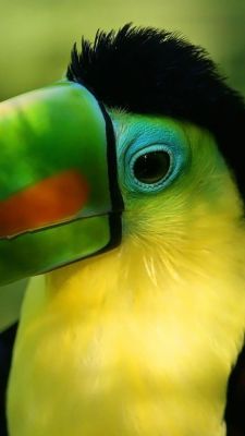 janetmillslove:  Gorgeous Toucan moment love