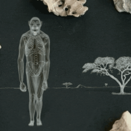 pbstv:  Meet Lucy, a 3.2 million-year-old ancestor of ours. Though she looks like an ape, her knees were close together, just like a human’s! porn pictures