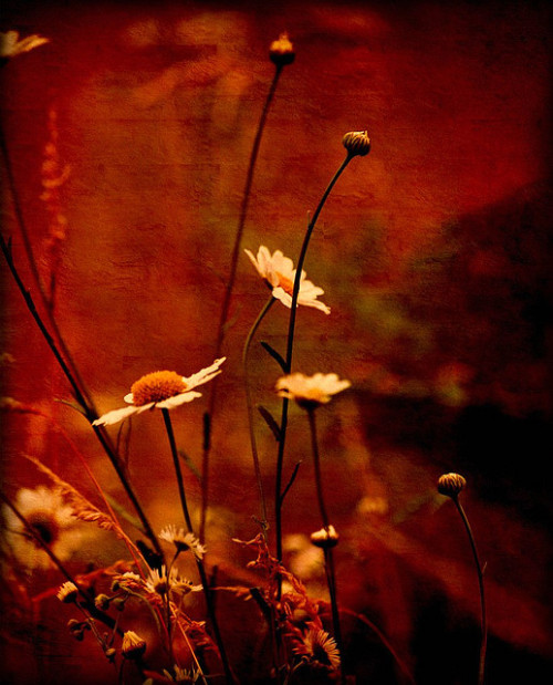 coiour-my-world:Field flowers ~ Katarina Stefanović
