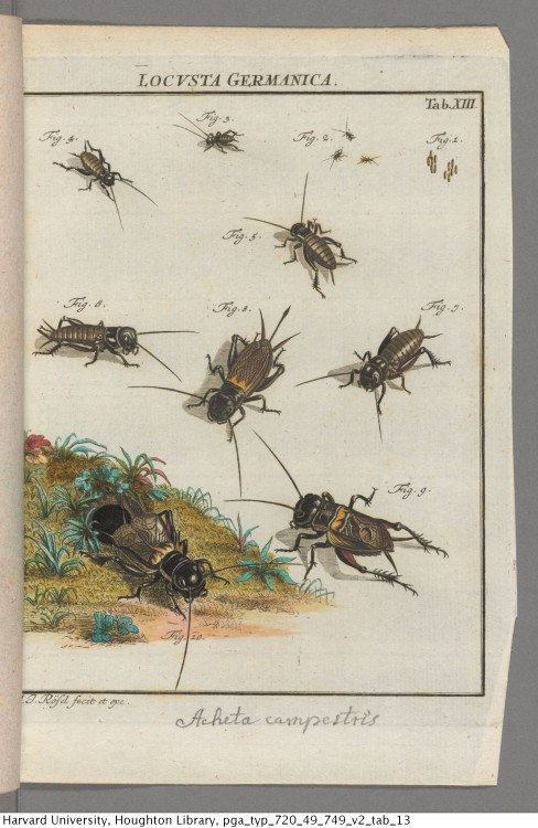 Rösel von Rosenhof, August Johann, 1705-1759. Der monatlich-herausgegebenen Insecten-Belustigun