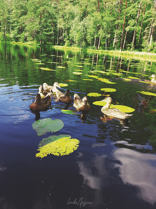 lindamarieansonsnaps: Lejas ezers. Latvia