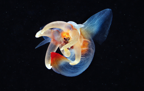 nubbsgalore:  this is a sea angel (clione porn pictures