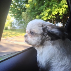 actualdogvines:  This is my pup, Tolee. He is a Shih Tzu who lives for car rides and refuses to be left home if we are going out. This is his signature photo. I tend to take too many photos of him because I mean… Look at him. Also, he only has one eye