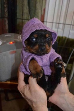 cuteanimalspics:  Warm and cosy pup 