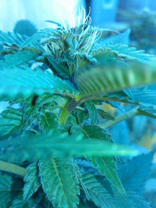 skunkparadise: transientpokemonmaster:  Berkeley Blues, Green Crack, Green Crack, and Stinky Girl bu