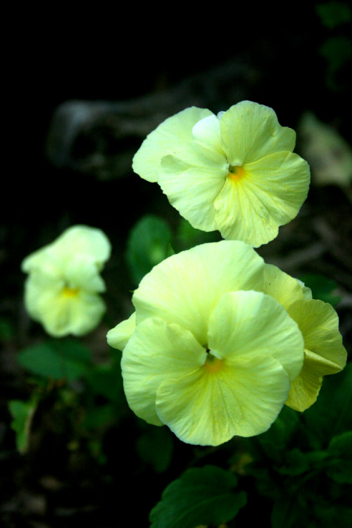 twilightsolo-photography: Yellow Pansies  ©twilightsolo-photography // Instagram // Print Shop