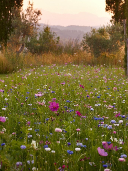 Wild poppies