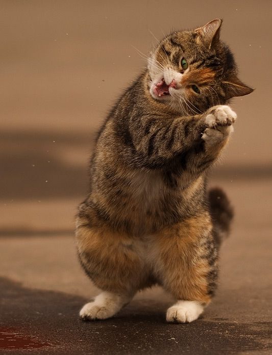 kittehkats:  Cat Interpretive Dance # 9 Dandelion floofs on an Autum Breeze  Found