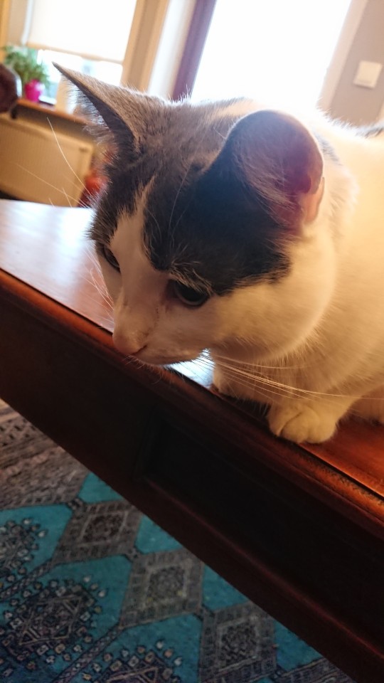 Only For @battlvann: My Mother In Laws Cat. Mmir The Mouser.