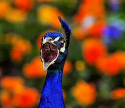 magicalnaturetour:  “Spriiiiiiiiiing” by Klaus Wiese 