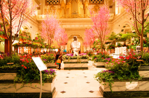 Macy’s Flower Show is still in bloom in Herald Square. Walk through the garden until Saturday, April