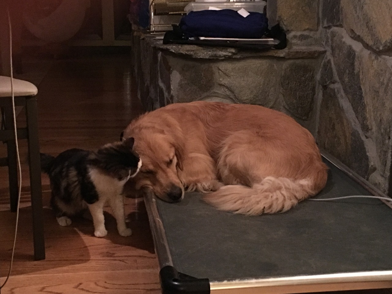 electradaddy:Ruby was spayed today so she’s feeling groggy and sore tonight. The