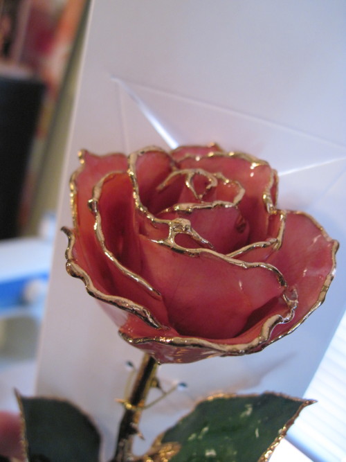 lostdreamer19:a-massacre-of-corvines:  eloarei:  My awesomest Christmas present this year, a preserved gold-dipped rose. If this isn’t Beauty and the Beast, I don’t know what is.  is that. a real. rose. preserevd in stuff.is THAT. a REAL ROSE, preserved.