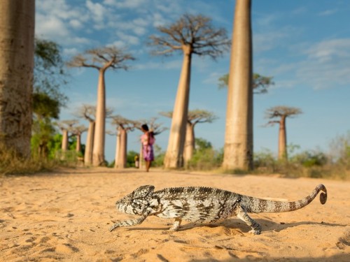 ultimate-passport:Chameleon - Madagascar