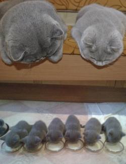 awwww-cute:  mom and dad watch their kittens! (Source: http://ift.tt/1CN8vj7)