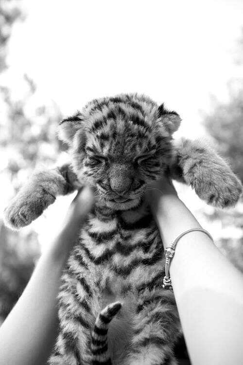 mariposas-de-amor:  rawr en We Heart It. http://weheartit.com/entry/85395433
