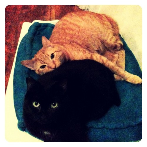 laundryaisandrea:Spooning
