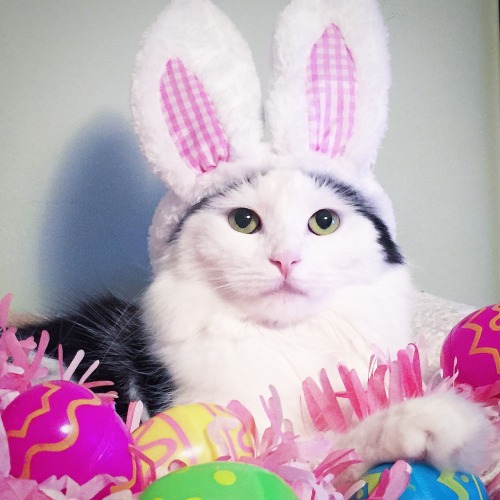 sophielovestuna:I’m going to be eggshellent tonight.