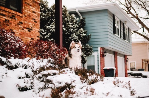 Floof looking over his kingdom.