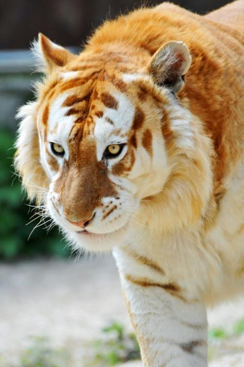 northwestpacifictreeoctopus:sixpenceee:A golden tiger, golden tabby tiger or strawberry tiger is a t